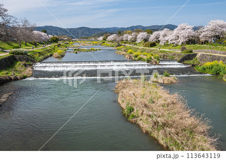 葵橋の上から眺めた賀茂川春景色 葵橋の上から眺めた賀茂川春景色 113643119