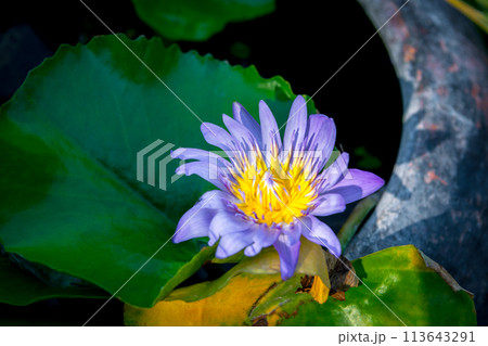 Lotus flower (Tropical water-lily) Lotus flower (Tropical water-lily) 113643291