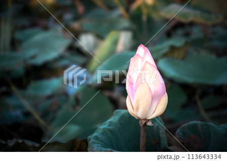 Lotus flower (Lotus or Nelumbo) Lotus flower (Lotus or Nelumbo) 113643334
