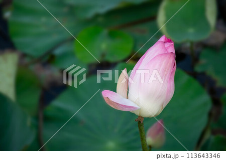 Lotus flower (Lotus or Nelumbo) Lotus flower (Lotus or Nelumbo) 113643346