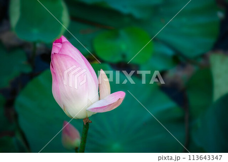 Lotus flower (Lotus or Nelumbo) Lotus flower (Lotus or Nelumbo) 113643347