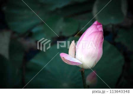 Lotus flower (Lotus or Nelumbo) Lotus flower (Lotus or Nelumbo) 113643348