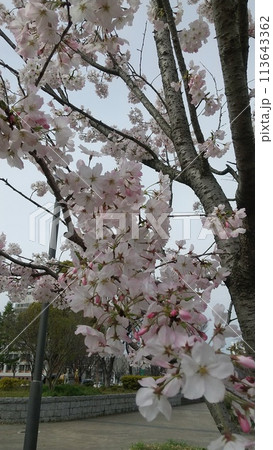 嘉代子桜　小倉北区 113643362