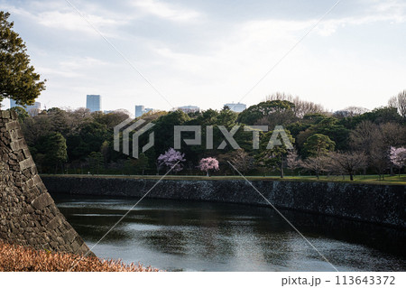 東京都皇居お濠岸の桜 113643372