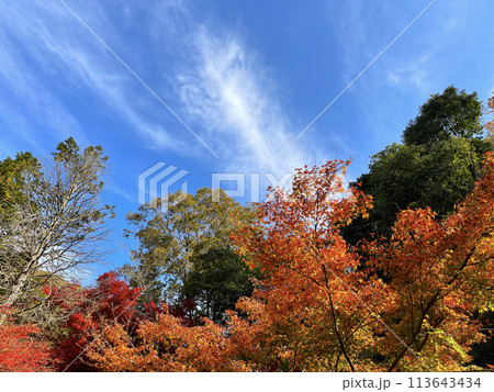 もみじの葉が色づいた秋の紅葉風景 113643434