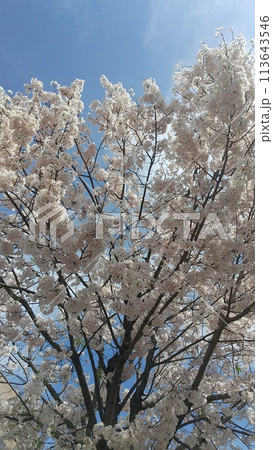 さくら　森鷗外　舞姫　小倉北区 113643546