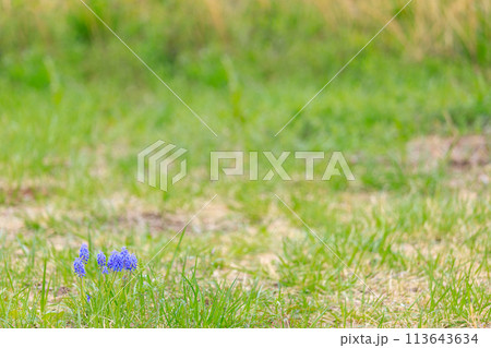 芝生に自生するムスカリ 芝生に自生するムスカリ 113643634