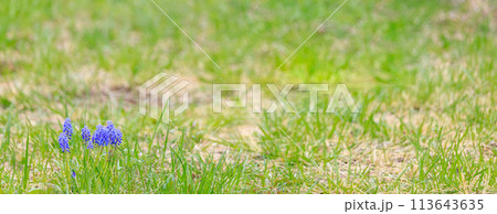 芝生に自生するムスカリ 113643635