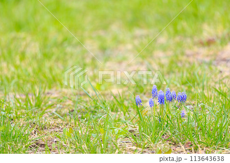 芝生に自生するムスカリ 113643638