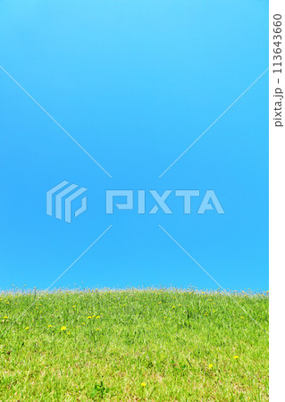 爽やかな夏の青空と新緑の草原風景 113643660