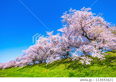 満開の背割堤の桜 満開の背割堤の桜 113643821
