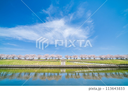 「東京都」荒川赤羽桜堤緑地の桜並木 「東京都」荒川赤羽桜堤緑地の桜並木 113643833