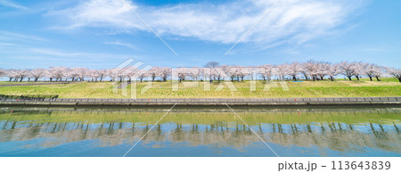 「東京都」荒川赤羽桜堤緑地の桜並木 113643839