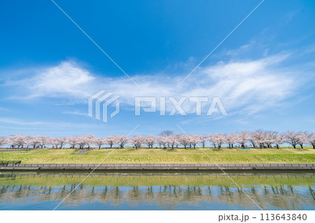 「東京都」荒川赤羽桜堤緑地の桜並木 113643840