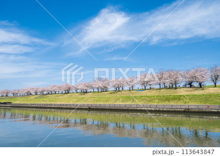 「東京都」荒川赤羽桜堤緑地の桜並木 113643847