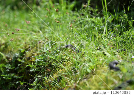 春のヘビ（蛇） 113643883