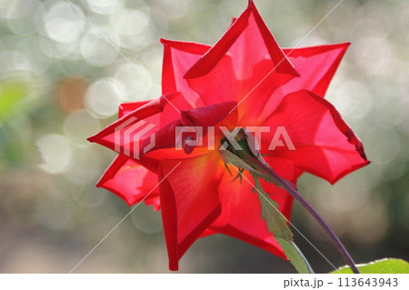 荒尾市 おもやい市民花壇 バラの花、 荒尾市 おもやい市民花壇 バラの花、 113643943