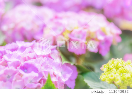 カラフルな紫陽花 113643982
