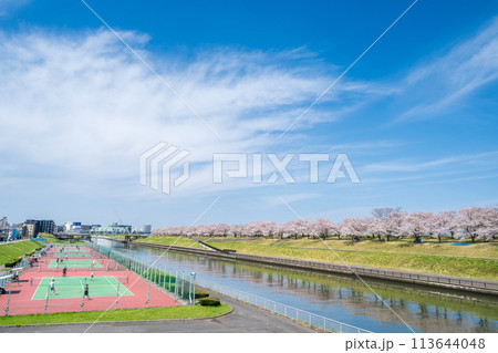 「東京都」荒川赤羽桜堤緑地の桜並木とテニスコート 113644048
