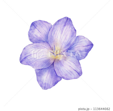 Watercolor freesia violet flower bud. Hand drawn color drawing 113644082