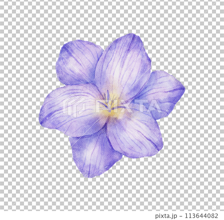 Watercolor freesia violet flower bud. Hand drawn color drawing 113644082