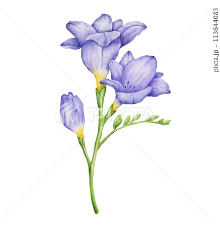 Watercolor freesia violet flower branch with leaves. Hand drawn color drawing 113644083