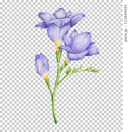 Watercolor freesia violet flower branch with leaves. Hand drawn color drawing 113644083