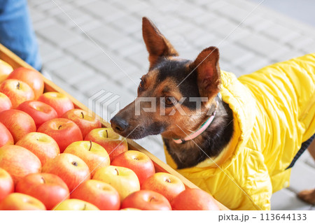 Yellow jacketed dog sniffs natural apples for its carnivorous diet Yellow jacketed dog sniffs natural apples for its carnivorous diet 113644133
