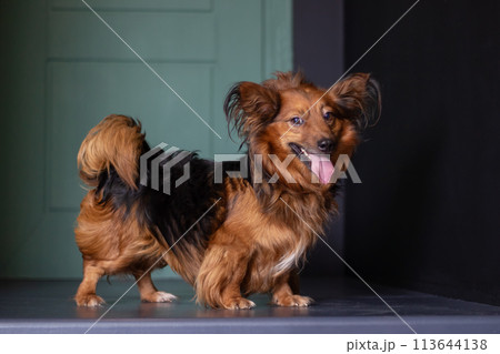 Livercolored terrier dog with its tongue hanging out standing on table 113644138