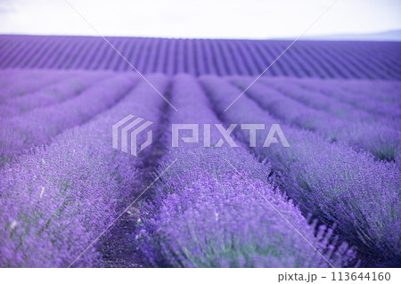 Blooming lavender in a field in Provence. Fantastic summer mood, floral sunset landscape of meadow lavender flowers. Peaceful bright and relaxing nature scenery. 113644160