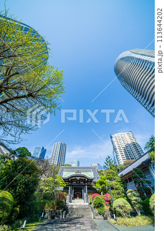 「東京都」新緑に囲まれた青松寺・港区 「東京都」新緑に囲まれた青松寺・港区 113644202