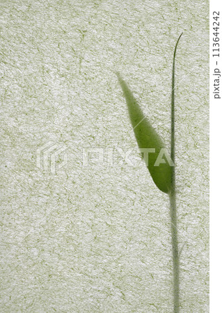 和紙と幼竹のコラボ（背景素材） 113644242