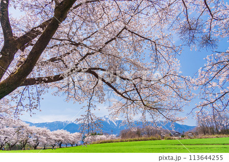 【山梨県】蕪（かぶら）の桜並木と甲斐駒ヶ岳 113644255