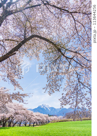 【山梨県】蕪(かぶら)の桜並木と甲斐駒ヶ岳 【山梨県】蕪(かぶら)の桜並木と甲斐駒ヶ岳 113644256