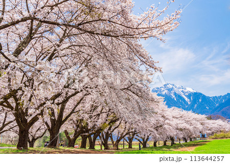 【山梨県】蕪（かぶら）の桜並木と甲斐駒ヶ岳 113644257