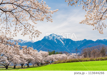 【山梨県】蕪(かぶら)の桜並木と甲斐駒ヶ岳 【山梨県】蕪(かぶら)の桜並木と甲斐駒ヶ岳 113644266