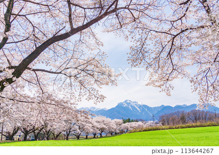 【山梨県】蕪(かぶら)の桜並木と甲斐駒ヶ岳 【山梨県】蕪(かぶら)の桜並木と甲斐駒ヶ岳 113644267