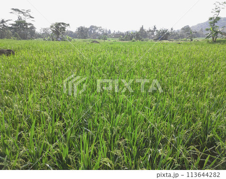 The background is a view of rice paddy plants that are already bearing bright green fruit 113644282