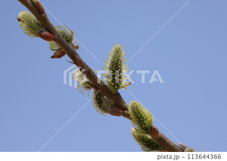 ヤナギの花 113644366