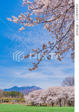 【山梨県】蕪(かぶら)の桜並木と八ヶ岳 【山梨県】蕪(かぶら)の桜並木と八ヶ岳 113644452