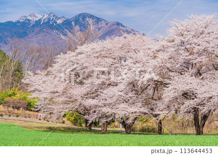【山梨県】蕪(かぶら)の桜並木と八ヶ岳 【山梨県】蕪(かぶら)の桜並木と八ヶ岳 113644453