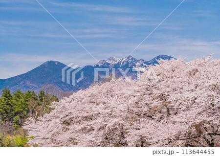 【山梨県】蕪(かぶら)の桜並木と八ヶ岳 【山梨県】蕪(かぶら)の桜並木と八ヶ岳 113644455