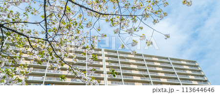 「埼玉県」川口市 芝川沿いの満開の八重桜 「埼玉県」川口市 芝川沿いの満開の八重桜 113644646
