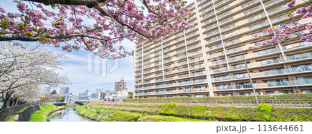 「埼玉県」川口市 芝川沿いの満開の八重桜 「埼玉県」川口市 芝川沿いの満開の八重桜 113644661