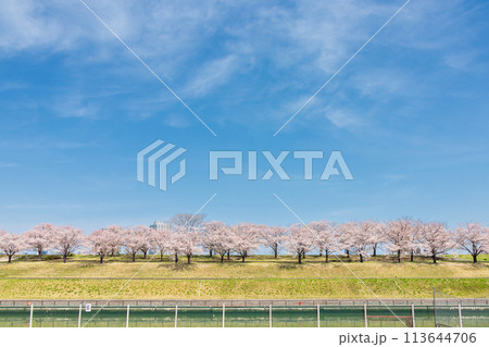 「東京都」荒川赤羽桜堤緑地の桜並木 「東京都」荒川赤羽桜堤緑地の桜並木 113644706
