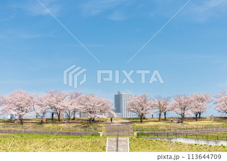 「東京都」荒川赤羽桜堤緑地の桜並木 「東京都」荒川赤羽桜堤緑地の桜並木 113644709