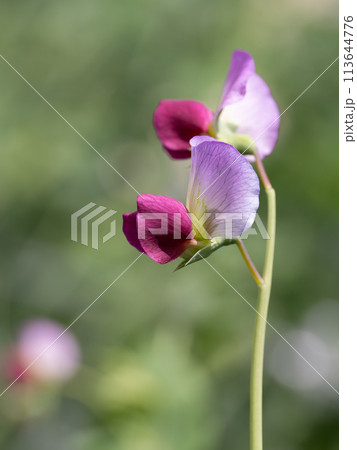 赤花絹莢豌豆の花 赤花絹莢豌豆の花 113644776