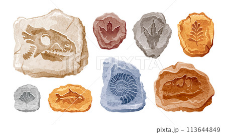 Fossil vector. Archeologic fossil dig set. Dinosaur dino foot, sea animal, fish skeleton, plant, shell. Ancient stone. Evolution rock prehistoric art. Paleontology, history vintage dinosaur icon set 113644849