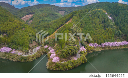 ドローンで撮影した千本桜 113644925