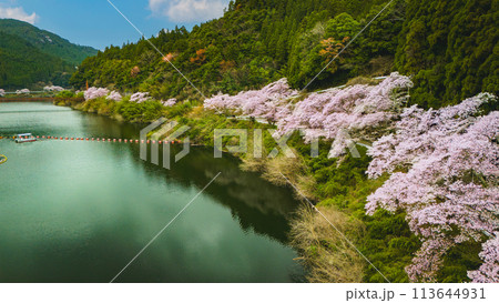 ドローンで撮影した千本桜 113644931